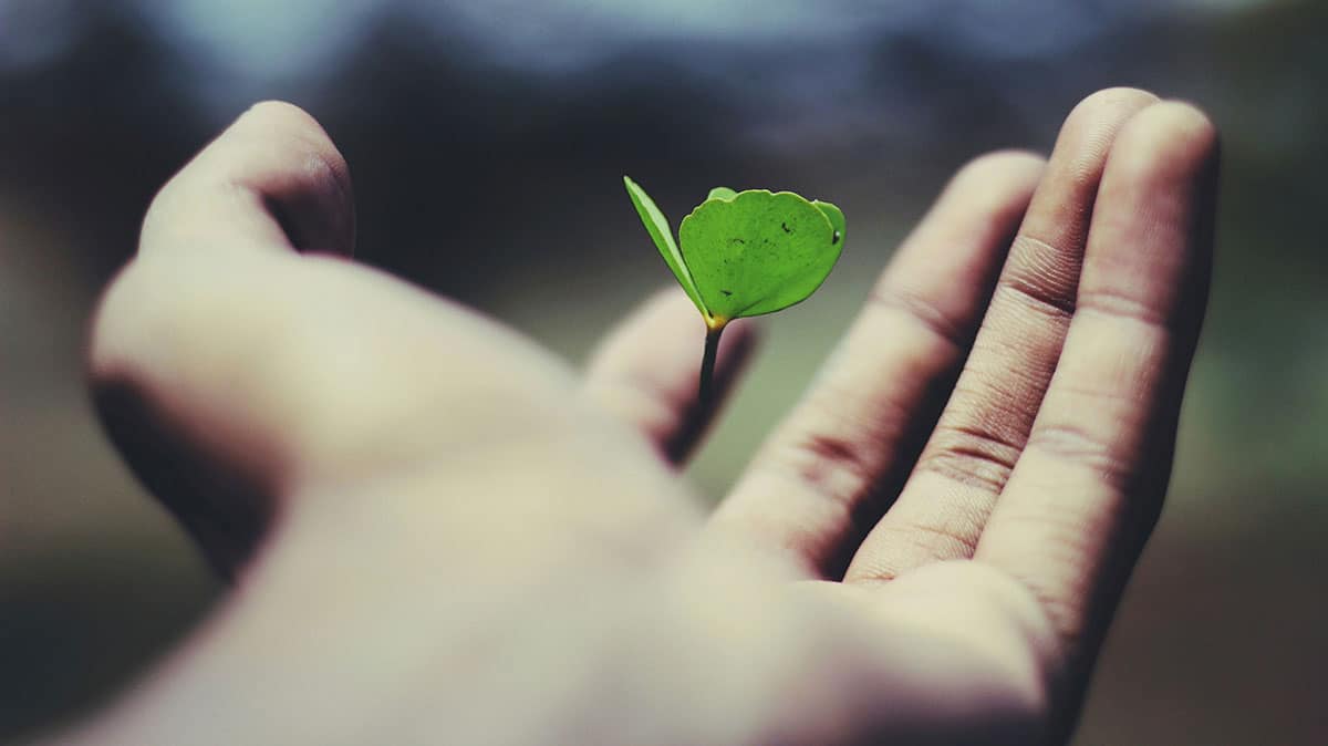 Plant growing out of hand metaphor